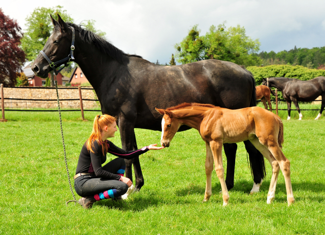 Trakehner Filly by High Motion out of Pr.u.StPrSt. Vittoria by Exclusiv- Trakehner Gestt Hmelschenburg - Foto: Beate Langels - 
Trakehner Gestt Hmelschenburg
