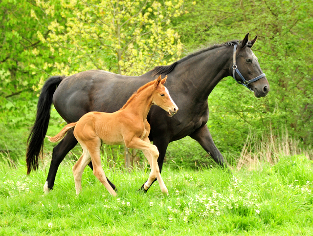 Trakehner Filly by High Motion out of Pr.u.StPrSt. Vittoria by Exclusiv- Trakehner Gestt Hmelschenburg - Foto: Beate Langels - 
Trakehner Gestt Hmelschenburg