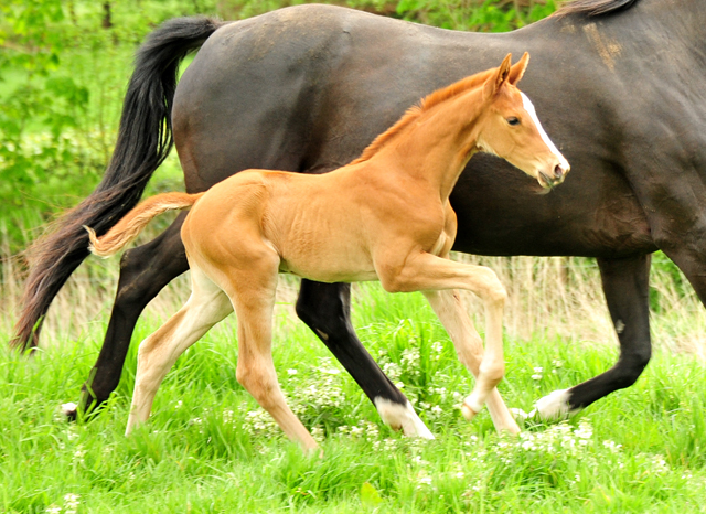 Trakehner Filly by High Motion out of Pr.u.StPrSt. Vittoria by Exclusiv- Trakehner Gestt Hmelschenburg - Foto: Beate Langels - 
Trakehner Gestt Hmelschenburg