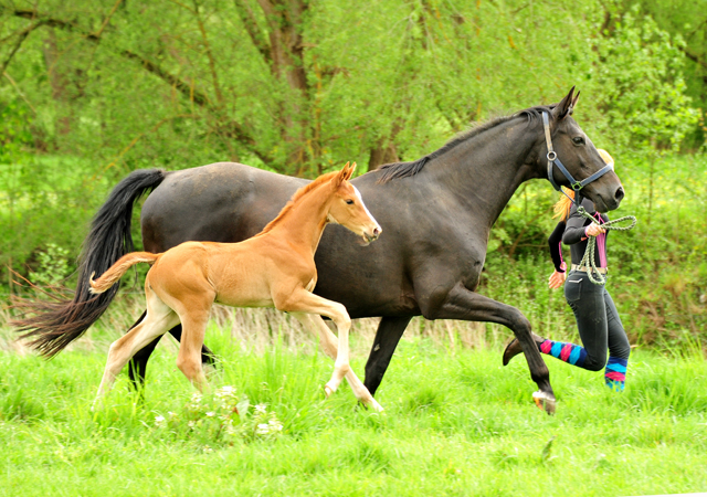 Trakehner Stutfohlen von High Motion u.d.  Pr.u.StPrSt. Vittoria v. Exclusiv- Trakehner Gestt Hmelschenburg - Foto: Beate Langels - 
Trakehner Gestt Hmelschenburg