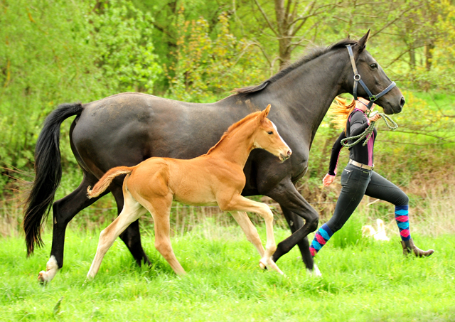 Trakehner Stutfohlen von High Motion u.d.  Pr.u.StPrSt. Vittoria v. Exclusiv- Trakehner Gestt Hmelschenburg - Foto: Beate Langels - 
Trakehner Gestt Hmelschenburg