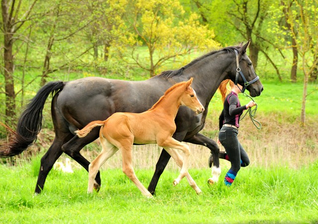 Trakehner Stutfohlen von High Motion u.d.  Pr.u.StPrSt. Vittoria v. Exclusiv- Trakehner Gestt Hmelschenburg - Foto: Beate Langels - 
Trakehner Gestt Hmelschenburg
