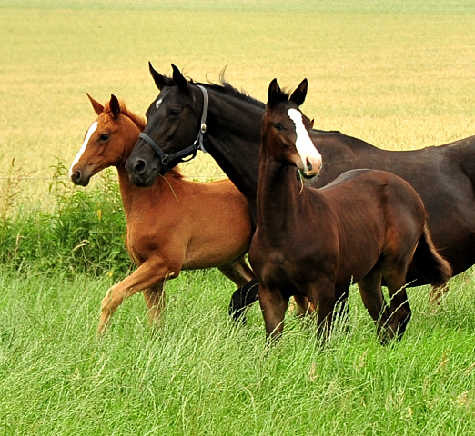 Stuten und Fohlen im Trakehner Gestt Hmelschenburg - Foto: Beate Langels