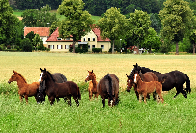 Stuten und Fohlen im Trakehner Gestt Hmelschenburg - Foto: Beate Langels