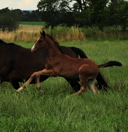 Hengstfohlen von Zauberdeyk u.d. Tacyra v. Saint Cyr im Trakehner Gestt Hmelschenburg - Foto: Beate Langels
