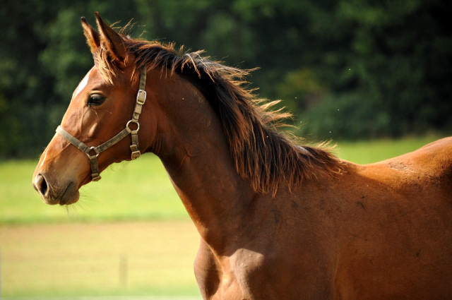  auf der Feldweide - im September 2013, Foto: Beate Langels, Trakehner Gestt Hmelschenburg - Beate Langels