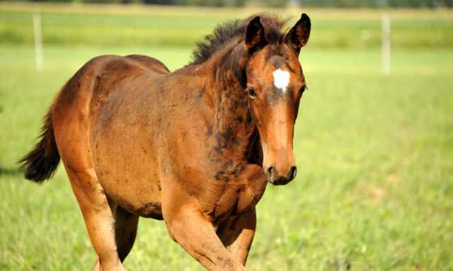  auf der Feldweide - im September 2013, Foto: Beate Langels, Trakehner Gestt Hmelschenburg - Beate Langels