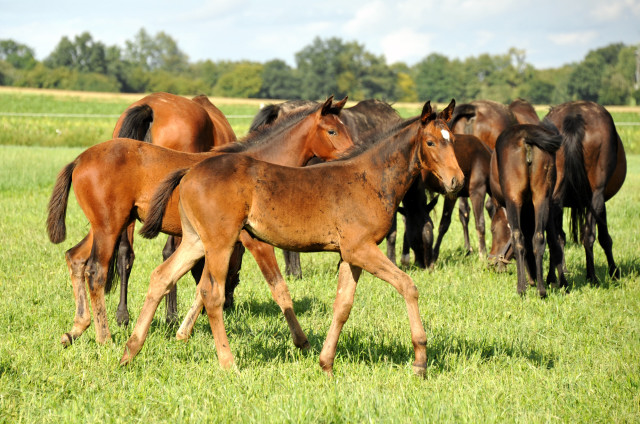  auf der Feldweide - im September 2013, Foto: Beate Langels, Trakehner Gestt Hmelschenburg - Beate Langels