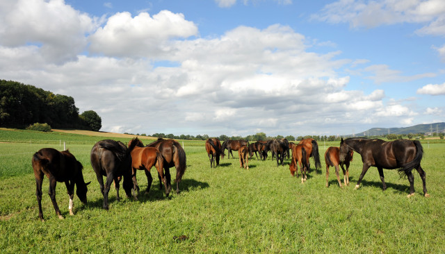  auf der Feldweide - im September 2013, Foto: Beate Langels, Trakehner Gestt Hmelschenburg - Beate Langels
