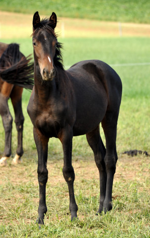  auf der Feldweide - im September 2013, Foto: Beate Langels, Trakehner Gestt Hmelschenburg - Beate Langels