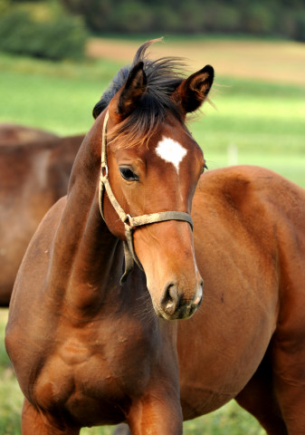Hengstfohlen von Showmaster u.d. Kaiserspiel v. Exclusiv - auf der Feldweide - im September 2013, Foto: Beate Langels, Trakehner Gestt Hmelschenburg - Beate Langels
