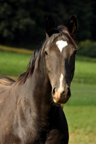 Thirica von Enrico Caruso - auf der Feldweide - im September 2013, Foto: Beate Langels, Trakehner Gestt Hmelschenburg - Beate Langels