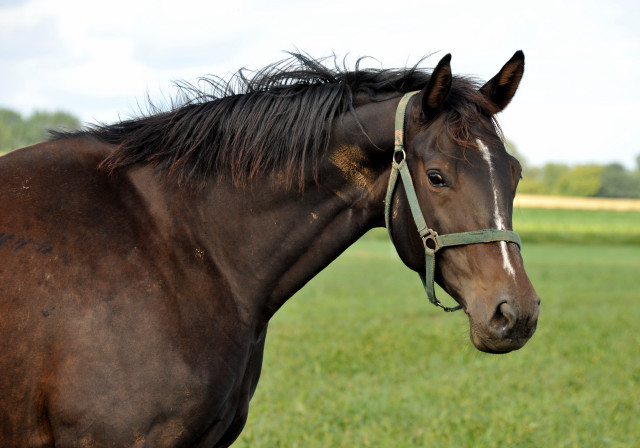 Kaiserspiel von Exclusiv x Summertime - auf der Hmelschenburger Feldweide - im September 2013, Foto: Beate Langels, Trakehner Gestt Hmelschenburg - Beate Langels