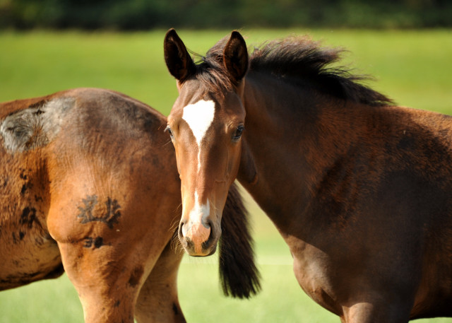  auf der Feldweide - im September 2013, Foto: Beate Langels, Trakehner Gestt Hmelschenburg - Beate Langels