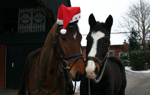 Karas und sein Freund - Weihnachten 2010