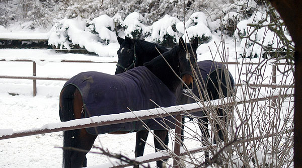 Kostolany und Schwalbenpower - im Trakehner Gestt Hmelschenburg, Foto: Beate Langels