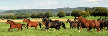Impressionen - September 2013 in Hmelschenburg - Foto Beate Langels - Trakehner Gestt Hmelschenburg