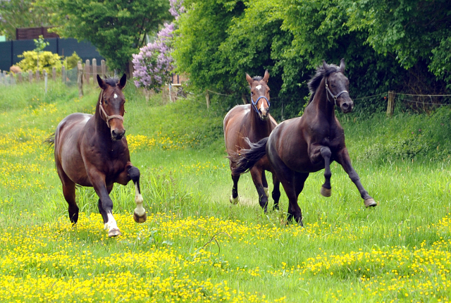 Gestt Hmelschenburg am 11. Mai 2016
