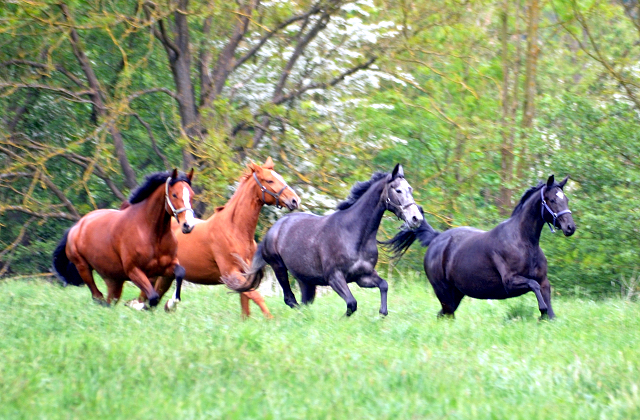 Gestt Hmelschenburg am 11. Mai 2016