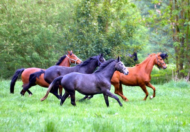 Gestt Hmelschenburg am 11. Mai 2016