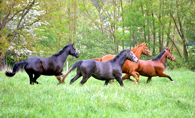 Gestt Hmelschenburg am 11. Mai 2016
