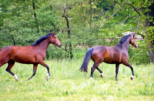 Tacyra von Saint Cyr - 19. Mai 2016  im
Trakehner Gestt Hmelschenburg