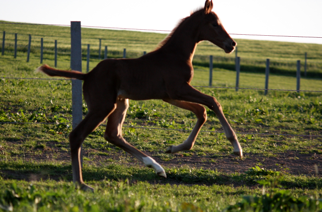 Hengstfohlen von High Motion x Wolkentanz - Foto: W. Feltes