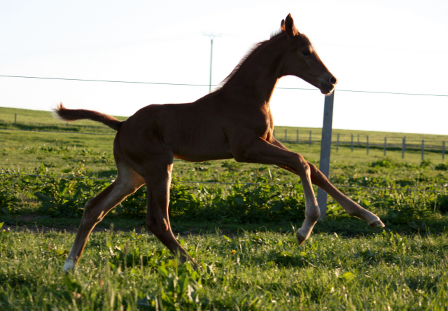 Hengstfohlen von High Motion x Wolkentanz - Foto: Markus Walter