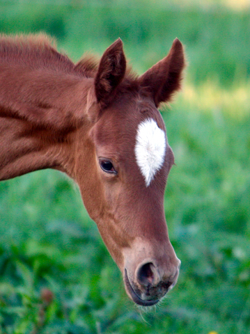 Hengstfohlen von High Motion x Wolkentanz - Foto: Markus Walter