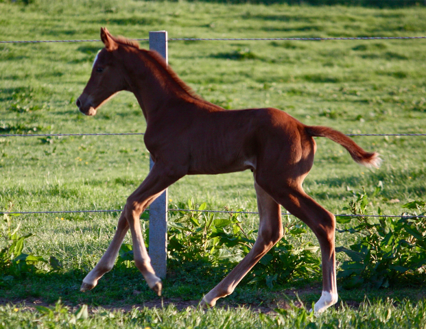 Hengstfohlen von High Motion x Wolkentanz - Foto: Markus Walter