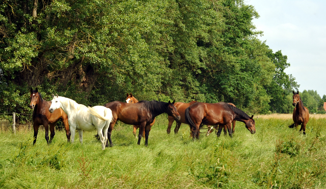 Die Gruppe der Wallache in Gestt Schplitz im Juni 2016 - Foto: Beate Langels -  Trakehner Gestt Hmelschenburg