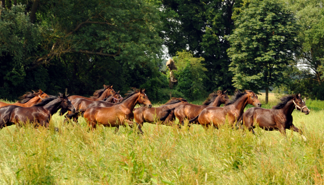 Jhrlingshengste im Gestt Schplitz im Juni 2016 - Foto: Beate Langels -  Trakehner Gestt Hmelschenburg