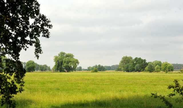 Schplitz im Juni 2016 - Foto: Beate Langels -  Trakehner Gestt Hmelschenburg