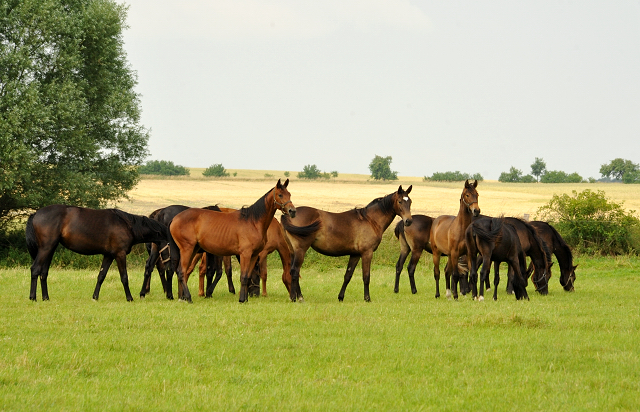 Jhrlingsstuten im Gestt Schplitz im Juni 2016 - Foto: Beate Langels -  Trakehner Gestt Hmelschenburg