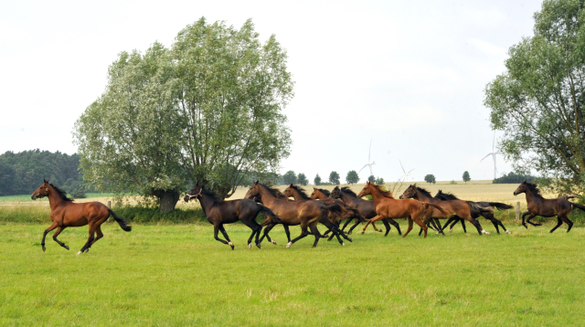 Jhrlingsstuten im Gestt Schplitz im Juni 2016 - Foto: Beate Langels -  Trakehner Gestt Hmelschenburg