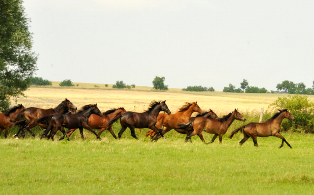 Jhrlingsstuten im Gestt Schplitz im Juni 2016 - Foto: Beate Langels -  Trakehner Gestt Hmelschenburg