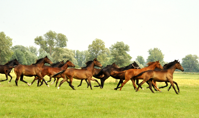 Jhrlingsstuten im Gestt Schplitz im Juni 2016 - Foto: Beate Langels -  Trakehner Gestt Hmelschenburg
