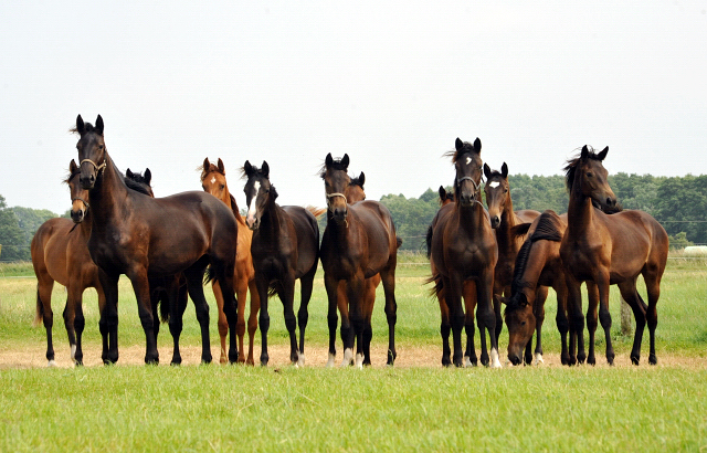 Jhrlingsstuten im Gestt Schplitz im Juni 2016 - Foto: Beate Langels -  Trakehner Gestt Hmelschenburg