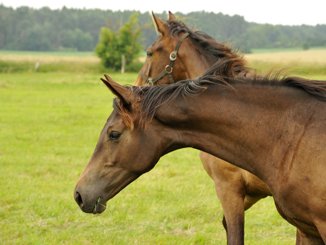 Jhrlingsstuten im Gestt Schplitz im Juni 2016 - Foto: Beate Langels -  Trakehner Gestt Hmelschenburg