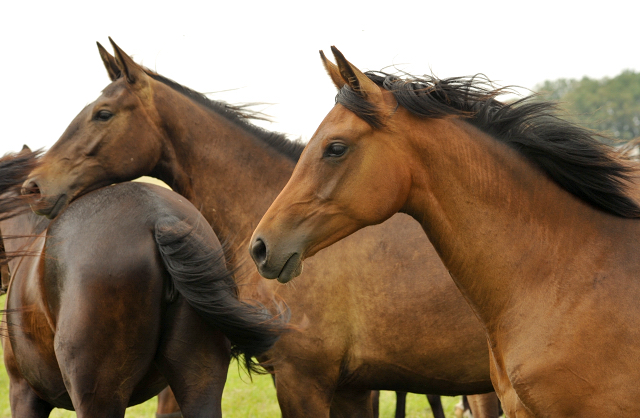 Schplitz im Juni 2016 - Foto: Beate Langels -  Trakehner Gestt Hmelschenburg