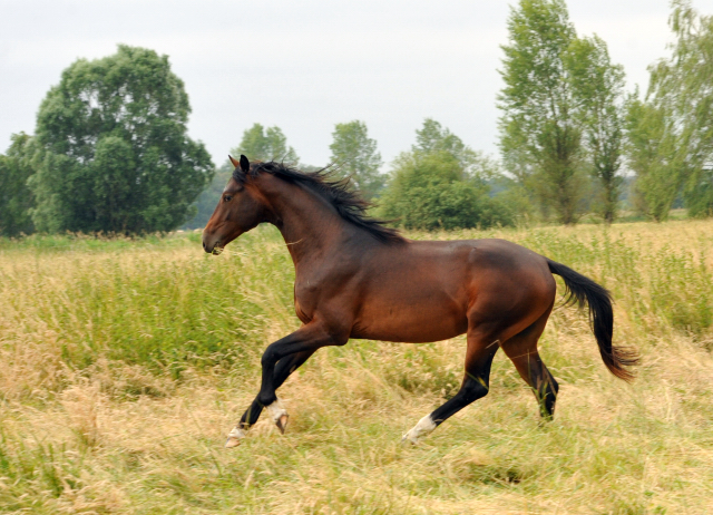 zweijhriger Hengst - im Gestt Schplitz im Juni 2016 - Foto: Beate Langels -  Trakehner Gestt Hmelschenburg