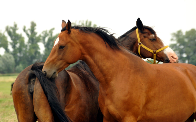 Schplitz im Juni 2016 - Foto: Beate Langels -  Trakehner Gestt Hmelschenburg