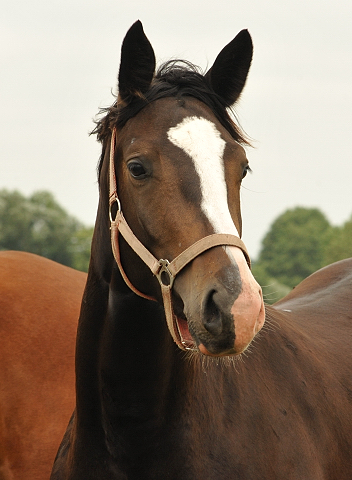 Schplitz im Juni 2016 - Foto: Beate Langels -  Trakehner Gestt Hmelschenburg