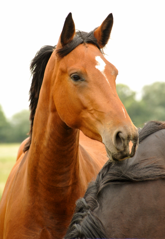 Schplitz im Juni 2016 - Foto: Beate Langels -  Trakehner Gestt Hmelschenburg