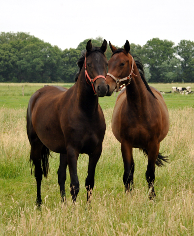 Schplitz im Juni 2016 - Foto: Beate Langels -  Trakehner Gestt Hmelschenburg