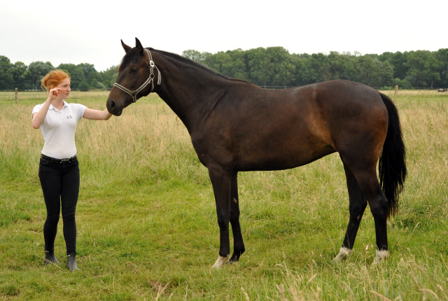 Schplitz im Juni 2016 - Foto: Beate Langels -  Trakehner Gestt Hmelschenburg