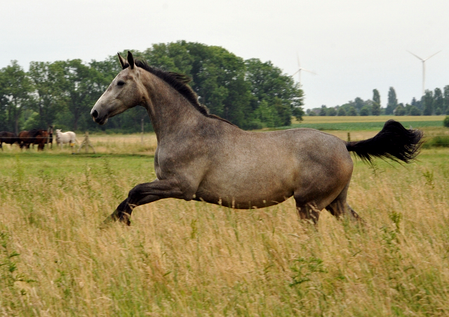 Schplitz im Juni 2016 - Foto: Beate Langels -  Trakehner Gestt Hmelschenburg