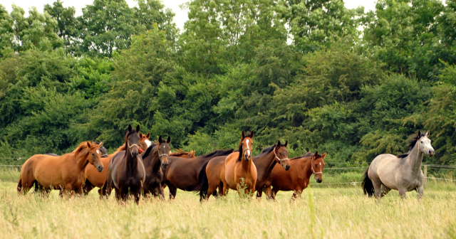Schplitz im Juni 2016 - Foto: Beate Langels -  Trakehner Gestt Hmelschenburg