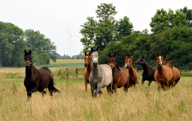 Schplitz im Juni 2016 - Foto: Beate Langels -  Trakehner Gestt Hmelschenburg