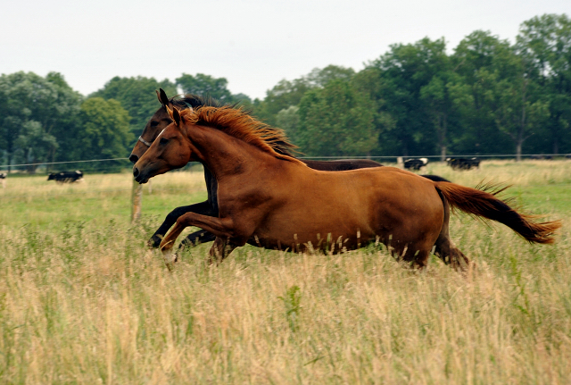 Schplitz im Juni 2016 - Foto: Beate Langels -  Trakehner Gestt Hmelschenburg